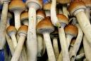 magic mushrooms (1)